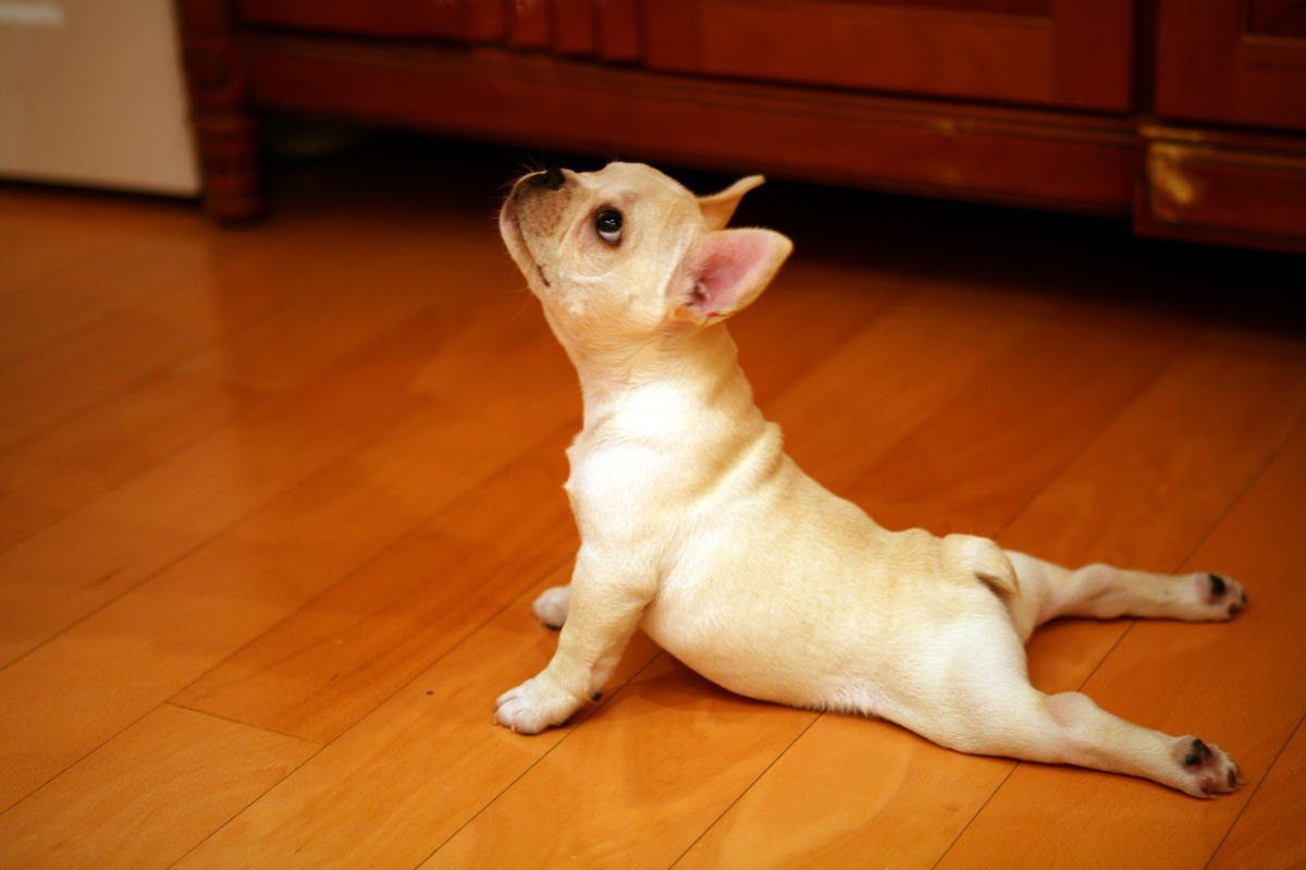 dog in yoga pose
